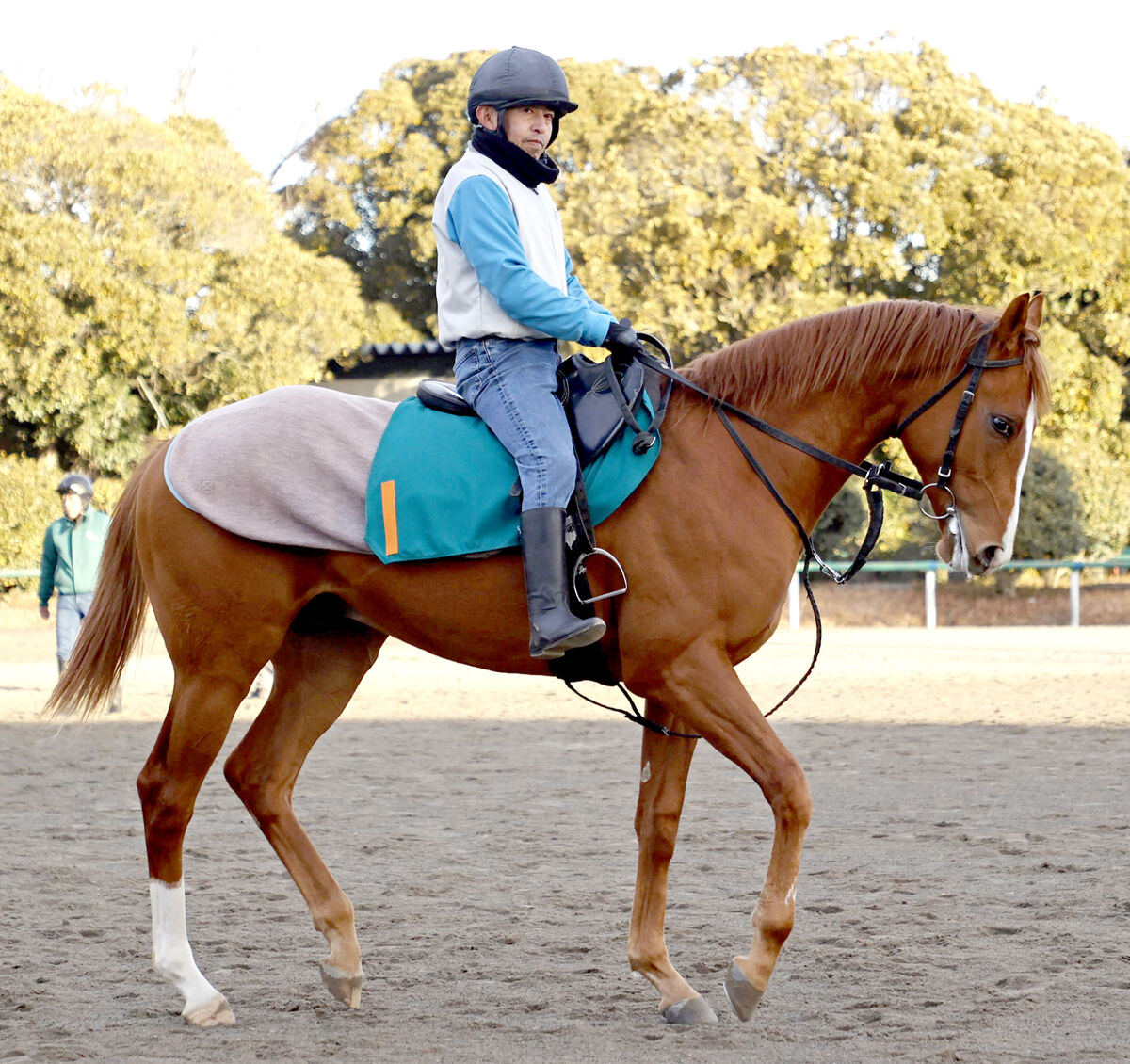 【ＰＯＧ】美浦トレセンに今年の２歳世代が初見参！　イタリアダービー馬を父に持つ杉浦宏昭厩舎所属の牡馬２頭