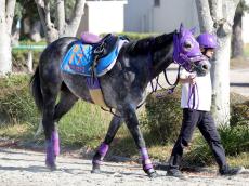 オマツリオトコが競走馬登録を抹消し園田移籍へ　２２年兵庫ジュニアＧＰ優勝