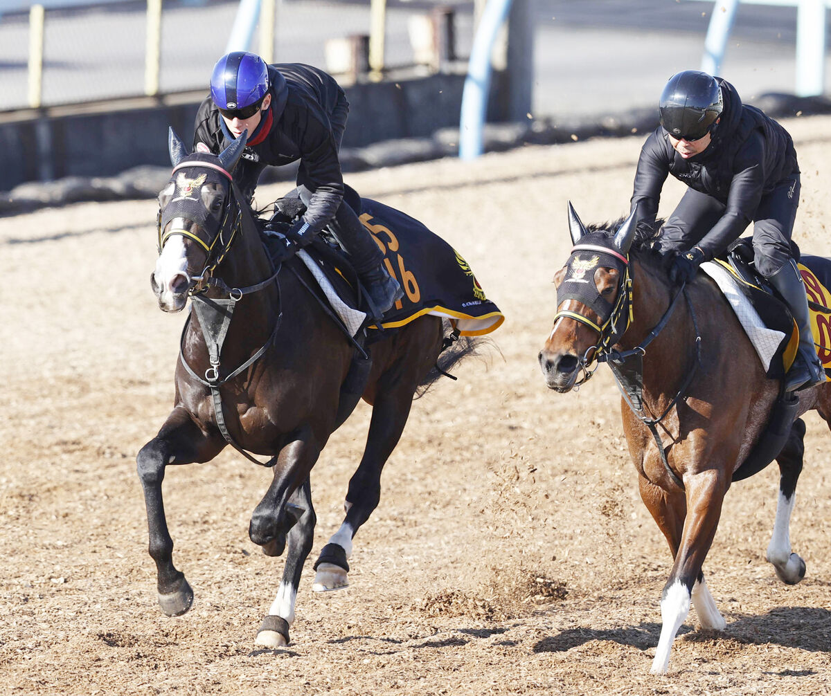 【京成杯】穴党大注目の千葉厩舎からニシノエージェントが参戦「オーナーに恩返しを」追い切り翌日も状態良好