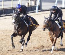 【京成杯】穴党大注目の千葉厩舎からニシノエージェントが参戦「オーナーに恩返しを」追い切り翌日も状態良好