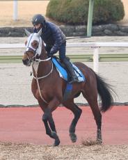 【日経新春杯】メイショウタバルはＣＷコースでリラックス　石橋調教師「併せ馬をしてないことがいい方に出ればね」