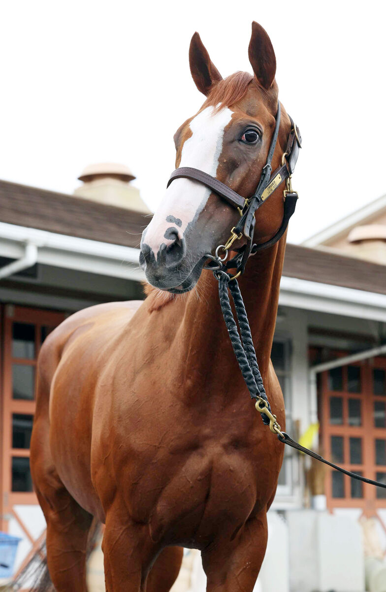 【注目馬動向】テンハッピーローズは引き続き津村明秀騎手で１３５１ターフスプリントへ　高柳大調教師が明かす