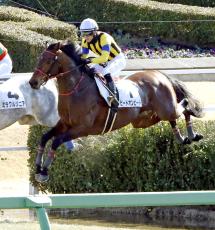 【中山４Ｒ・障害４歳上未勝利】目黒記念覇者のヒートオンビートが首差Ｖ　中山での初障害Ｖは２１年１０月２日以来