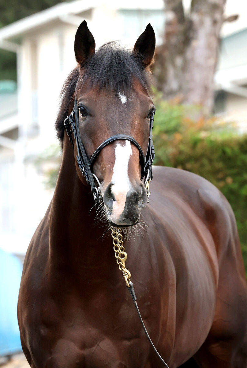 昨年のマイルＣＳ２着馬エルトンバローズに両前脚トウ骨の骨折判明　全治６か月以上