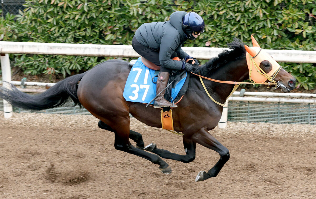 【日経新春杯】４歳勢が人気独占も大混戦ムード　格上挑戦の昨年ダービー４着馬が単勝３番人気　前日オッズ