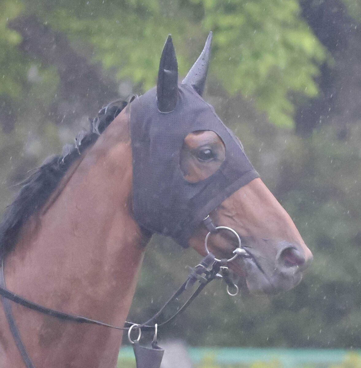 日曜中山競馬場の注目激走馬…中山９Ｒ若潮ステークス