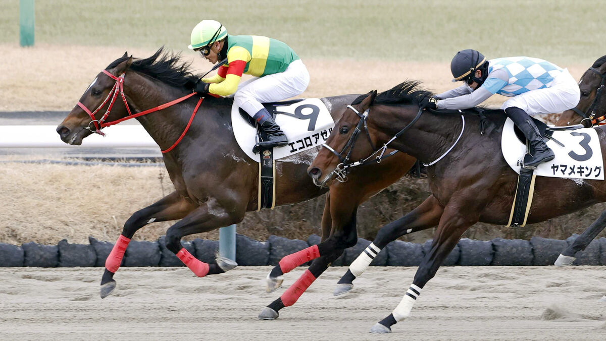 【中山６Ｒ・３歳１勝クラス】海外遠征帰りのエコロアゼルがオープン入り　戸崎圭太騎手「行きっぷりがよくて…」