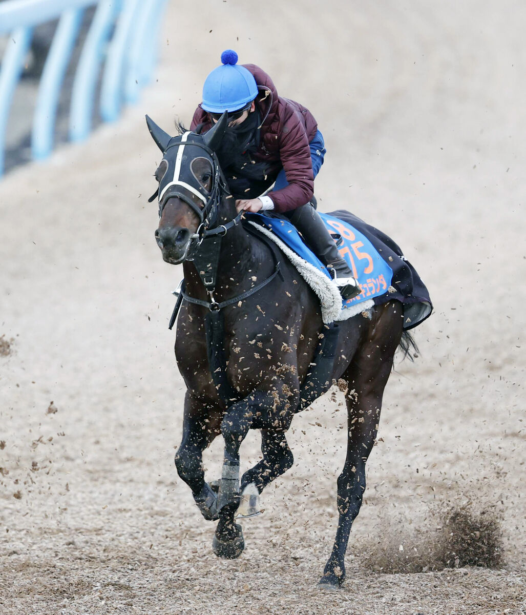 【アメリカＪＣＣ・イシゴーの特注馬】中山巧者コスモキュランダ　抜群の心肺機能を生かせる絶好機