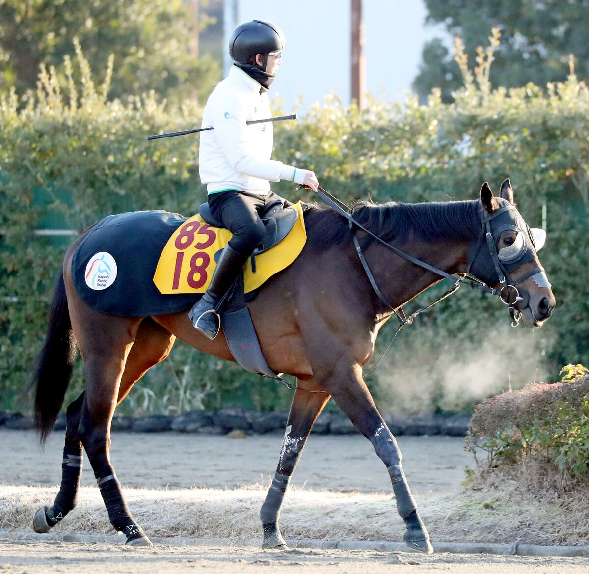 【小倉牝馬Ｓ】アスコルティアーモが妹に続く重賞タイトル目指し抜群の気配　鞍上は京成杯で大波乱演出