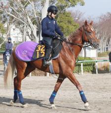 【注目馬動向】グランジョルノは雲取賞を目標に　ＪＢＣ２歳優駿２着　全日本２歳優駿７着