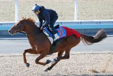 【注目馬動向】ウイングレイテストは１３５１ターフスプリントの招待待ち　選出されなかった場合はオーシャンＳへ