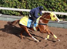 日曜中山競馬場の注目激走馬…中山１１Ｒアメリカジョッキークラブカップ・Ｇ２