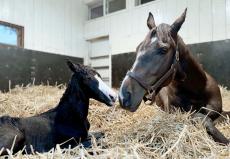 ２０２１年の最優秀２歳牝馬サークルオブライフに父イクイノックスの初子が誕生