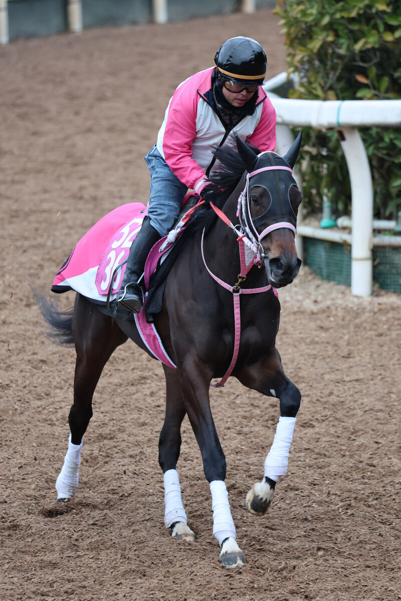 【クイーンＣ】キズナ産駒ショウナンザナドゥが軽快な動きで初重賞Ｖへ　松下調教師「賞金を加算したいです」