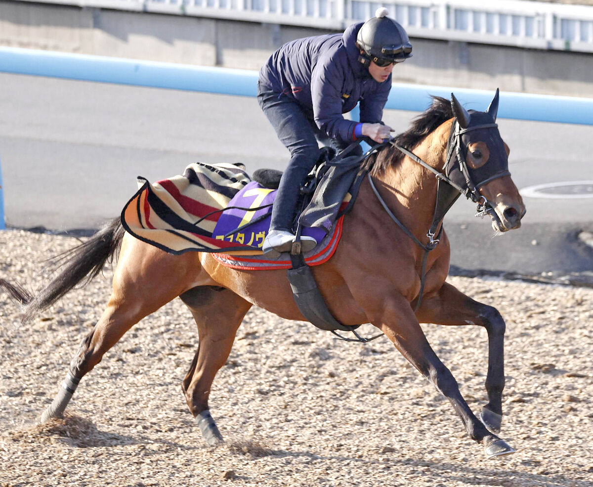 【フェブラリーＳ】根岸Ｓ覇者コスタノヴァは中２週でも元気いっぱい　陣営「馬体の張り、ツヤ落ちていない」