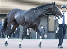 【注目馬動向】デビュー２連勝で葉牡丹賞Ｖのヴィンセンシオはルメール騎手で報知杯弥生賞ディープインパクト記念へ