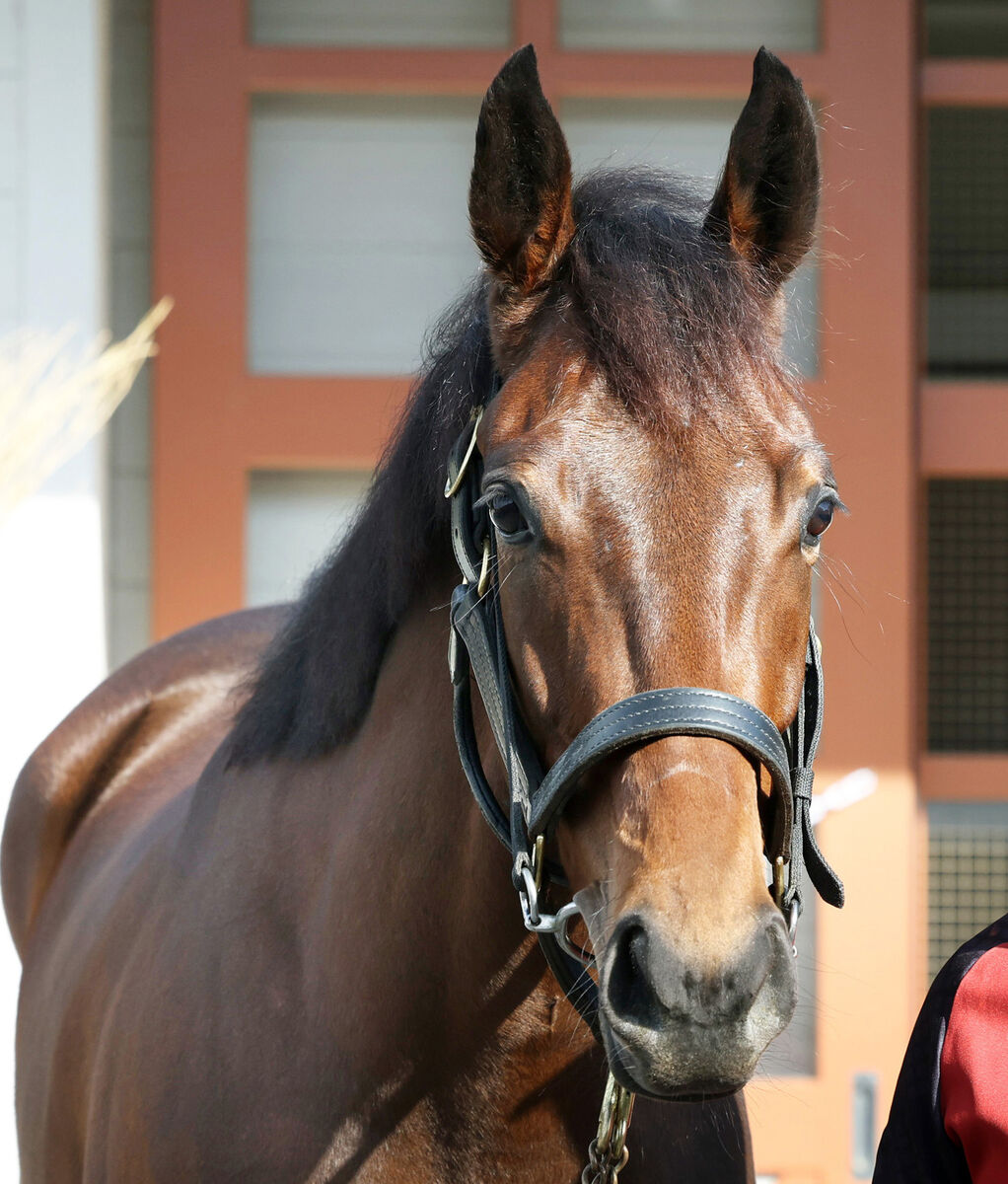 【３歳・注目馬動向】阪神ＪＦ１１着のランフォーヴァウが報知杯ＦＲで始動