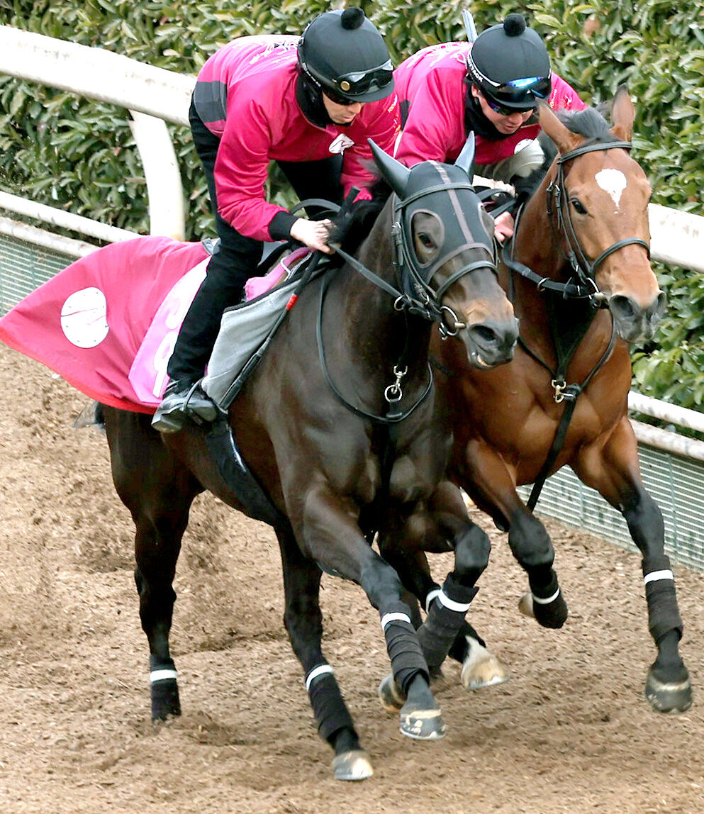 【クイーンＣ】リバティアイランドの半妹がデビュー２連勝でのタイトル奪取へ坂路で自己ベスト更新