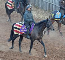【京都記念・特選有力馬チェック】ヘデントールは買うべき？