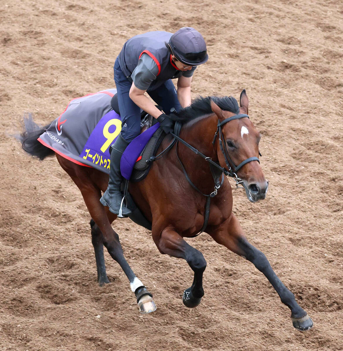 日本ダービー】ゴーイントゥスカイは青葉賞からさらに上昇 武豊騎手7