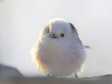 つぶらな瞳に白いモフモフ！冬の北海道に現れる「雪の妖精」シマエナガが可愛すぎる