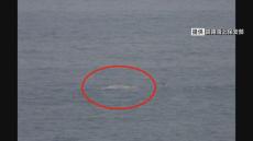 北海道・釧路港沖で体長約10mのクジラの死骸が漂流中　海上保安部は付近を航行する船舶に注意呼びかけ