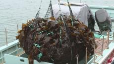 漁場に向け船が一斉に！壮観な出漁　コンブ漁はじまる　ロシア側への採取権料は約8000万円