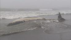 北海道白糠町の海岸にクジラの死骸が漂着　若いマッコウクジラか　釧路沖で漂流していた個体と同一の可能性