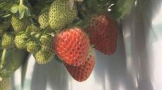 真っ赤に色づき粒ぞろい　夏イチゴ「すずりっか」収穫　関東圏のケーキなどに使用　北海道・浦河町