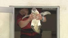 【ヒナ10】「いやあたまらないですね…」1日に10秒だけペンギンのヒナを公開　おたる水族館