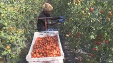 ミニトマト「キャロル10」の収穫がピーク…関東や関西方面を中心に全国に出荷　北海道新ひだか町