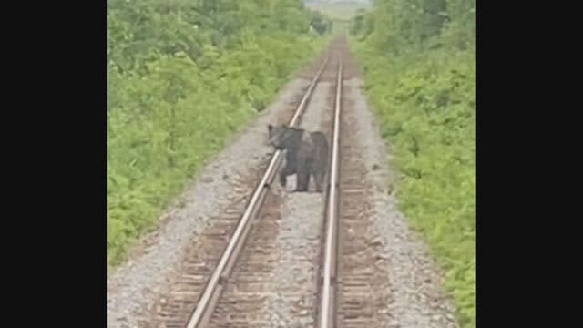 【視聴者投稿】「非常に危険ですので（窓を）開けないでください…」JR宗谷線　クマが列車の前を走る