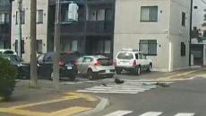 【ドラレコ】赤信号無視か…スピードを出して交差点に進入した車が別の車に衝突　1人病院搬送　札幌市東区