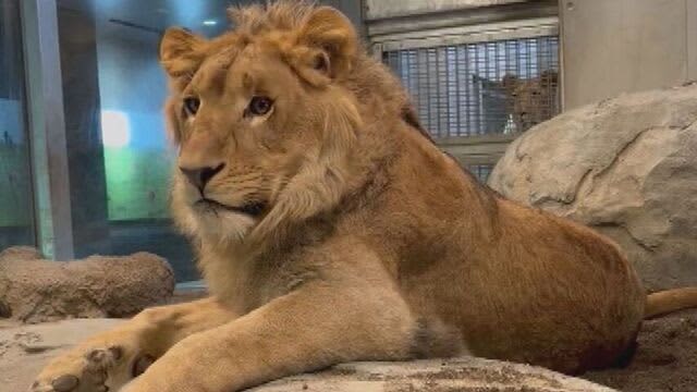 徳島県から来たライオン「パーチェ」　7月2日から一般公開へ　札幌市円山動物園
