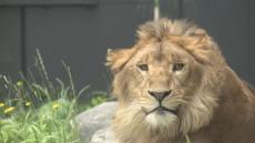 オスのライオン「パーチェ」一般公開始まる　「百獣の王はオーラが違う」　札幌市円山動物園