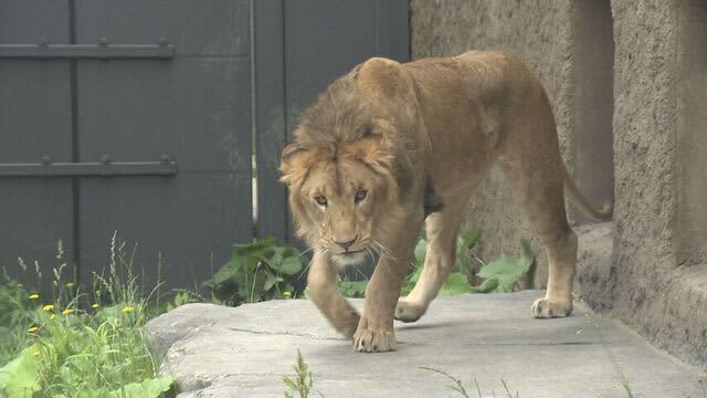 「ライオンもメスとオスで違うし」オスのライオン「パーチェ」一般公開　札幌市円山動物園