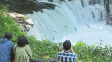 圧巻！サクラマスの滝登り　産卵のため川を遡上　観光客「自分も頑張ろうと思った」　北海道清里町