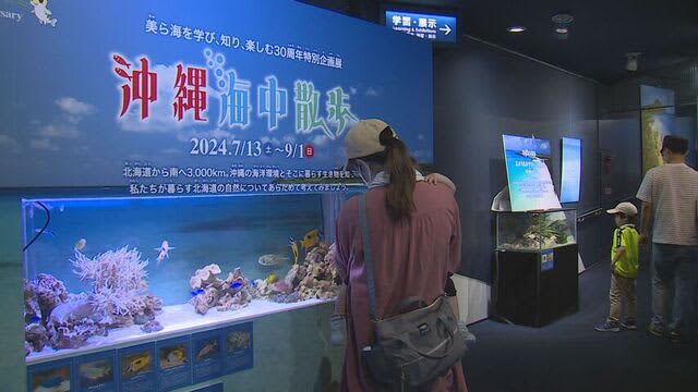 沖縄の海の生き物が北海道に　　開館30周年を迎える千歳水族館で特別展開催中