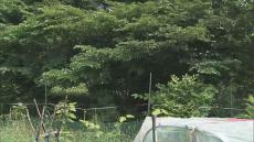 住宅裏のクワの木に登っていた…7月以降相次ぐクマ目撃　少なくとも7件　警戒続く　北海道上川町