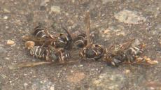 公園で保育園児9人ハチに刺される　ハチはクロスズメバチの一種　巣が刺激され攻撃してきたか　苫小牧