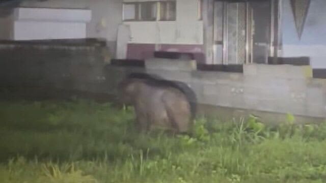 「とりあえずやばいと」ゆっくりと家の前を…住宅街に体長約2mのクマ　目撃相次ぐ枝幸町　箱わな設置へ