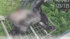 「3頭がクマに…」クマが犬を襲撃　地元猟友会不参加の新たに発足した“実施隊”が駆除　奈井江町