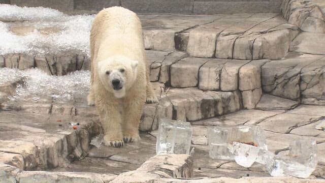 まだまだ暑くなる札幌　動物たちには氷のプレゼント　JR札幌駅には人気店のジェラート自動販売機が登場