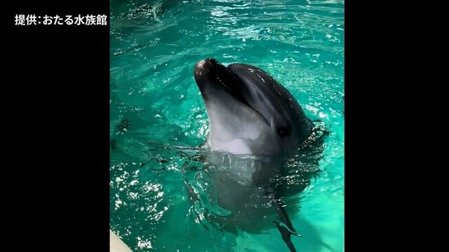 バンドウイルカ「メリー」出産準備着々　早ければ今月にも出産へ　おたる水族館