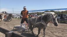 ポニーの力強い姿に魅了　全道各地から約40頭　ポニーのばん馬大会　地元牧場関係者ら開く　日高町