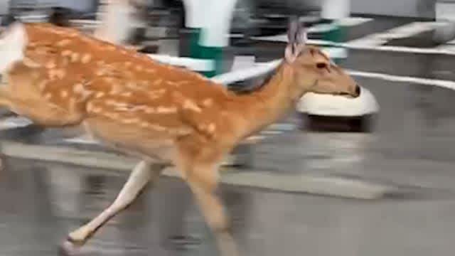 【出没注意】メスのシカか　降りしきる雨の中、駐輪場を駆け抜け市街へ　札幌市営地下鉄南北線・自衛隊前駅