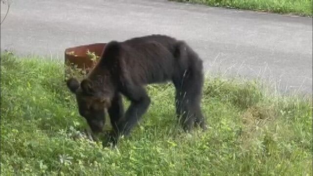 屋根付き駐車場にクマ居座り…駆除　住人撮影 やせ細った姿…　近隣では外出控えるよう呼びかけ