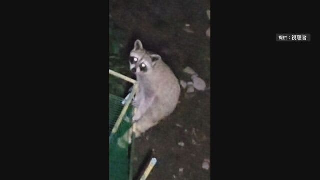 【視聴者提供】住宅街で家庭菜園のトウモロコシ約120本がアライグマに食い荒らされる　札幌市南区