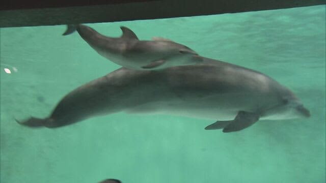 早くも人気者の予感？　イルカの赤ちゃん　一般公開始まる　おたる水族館