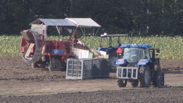 「畑で作業車にひかれた」エンジン停めようと…ジャガイモの収穫中　69歳男性が作業用の車にひかれ死亡